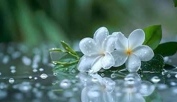 يا ابنة الياسمين