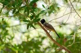 أنشودة شحّاذ الرّيش