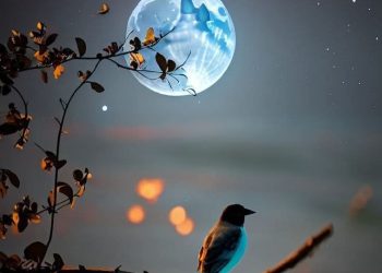 زايدي حياة تكتب أشباه بشر