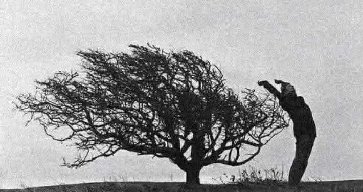 وكنّا أشجاراً