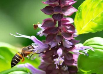 زهرة الريحان