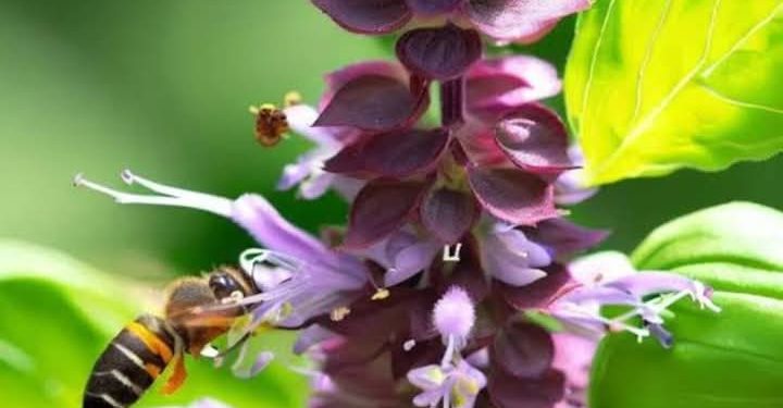 زهرة الريحان