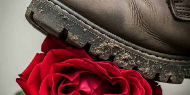 الورد لا يُداس