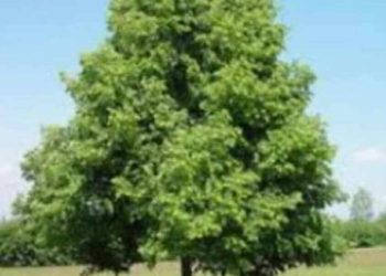 “في ظلال الزّيزفون” …