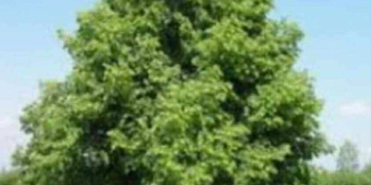 “في ظلال الزّيزفون” …