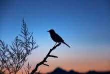 العصفورة والصّورة