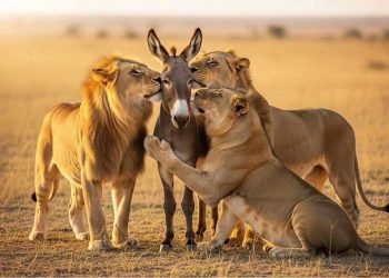  الحمارِ الّذي إستأسَد …