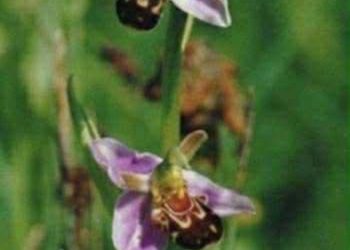 تُشبهُ ذاتَها …