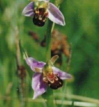 تُشبهُ ذاتَها …