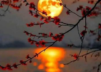 القشّه الّتي قصمت ظهر البعير