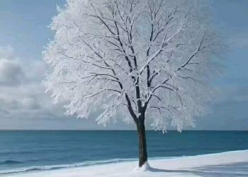 قراءة هادئة على شاطئ نص “في حَضْرَةِ الْبَحْر” للشاعر أيمن دراوشة