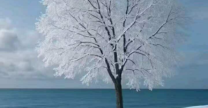 قراءة هادئة على شاطئ نص “في حَضْرَةِ الْبَحْر” للشاعر أيمن دراوشة