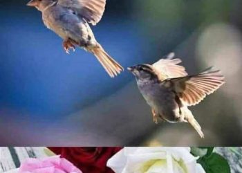 أنفاس من وجد …