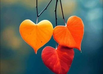 المُحِبّونَ أنواع..