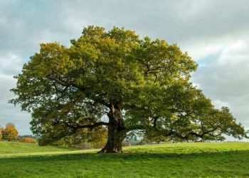 الشّجرة ما بتطرحش 