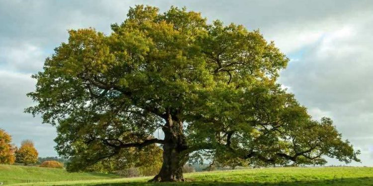 الشّجرة ما بتطرحش 