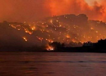 سَامحينَا يا زهرةَ القُطْنِ