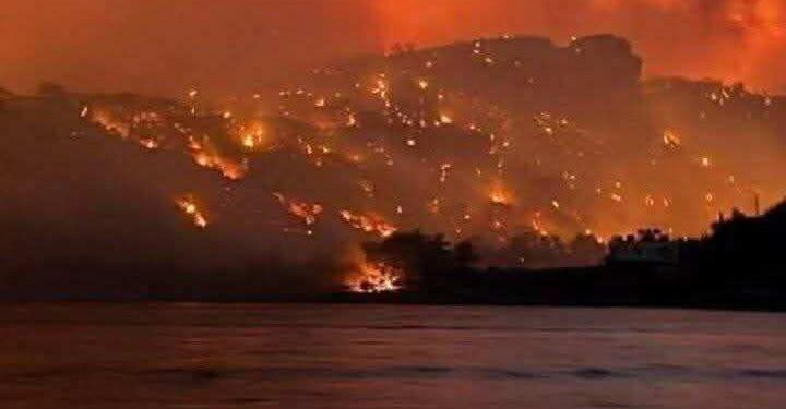 سَامحينَا يا زهرةَ القُطْنِ