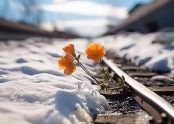 برد الشّتاء ذاكرة