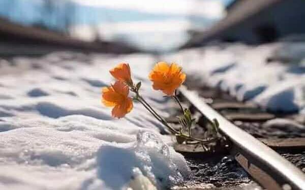 برد الشّتاء ذاكرة