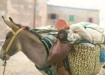 أيام الڨمل والبرغوث …