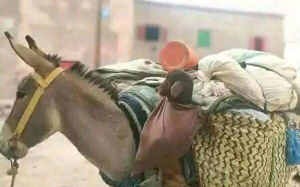 أيام الڨمل والبرغوث …