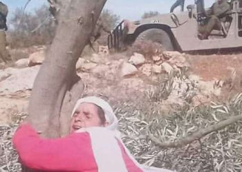 حكايةُ أُمَّيْنِ …