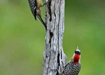 ماتت جذور العصب …