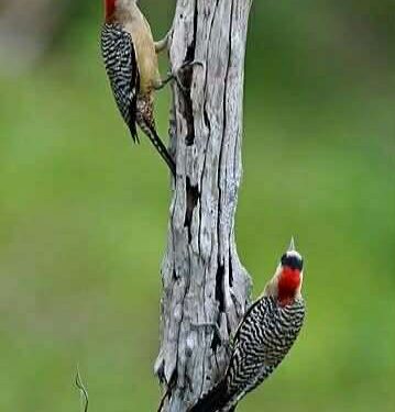 ماتت جذور العصب …