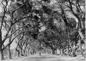 شبرا وجزيرة الفيل .. 