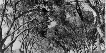 شبرا وجزيرة الفيل .. 