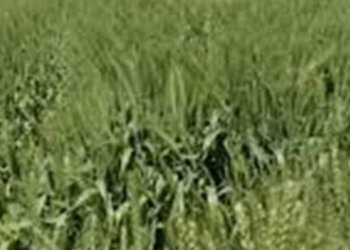 الذهب الأصفر في دائرة الخطر بالمنيا ..