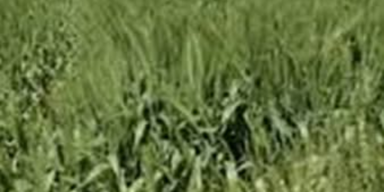 الذهب الأصفر في دائرة الخطر بالمنيا ..