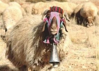 بلاطُ الشّعرِ