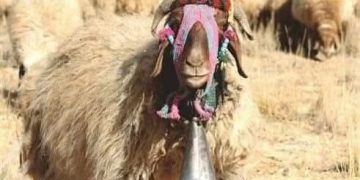 بلاطُ الشّعرِ