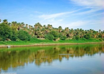 نخلةٌ تُغازِلُ النّهر