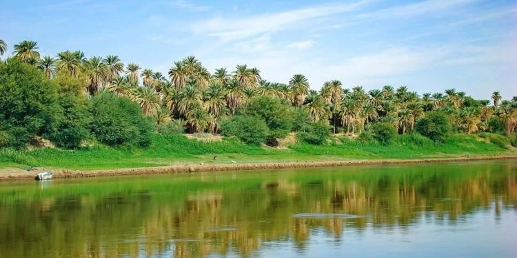 نخلةٌ تُغازِلُ النّهر