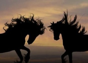 الحرية تحت إطار الانحلال