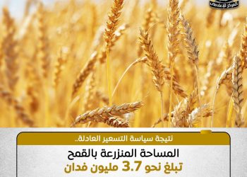 سياسة تسعير محصول القمح تحفز المزارعين