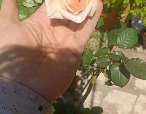 لمْ تُبْـقِ  عُذرًا 